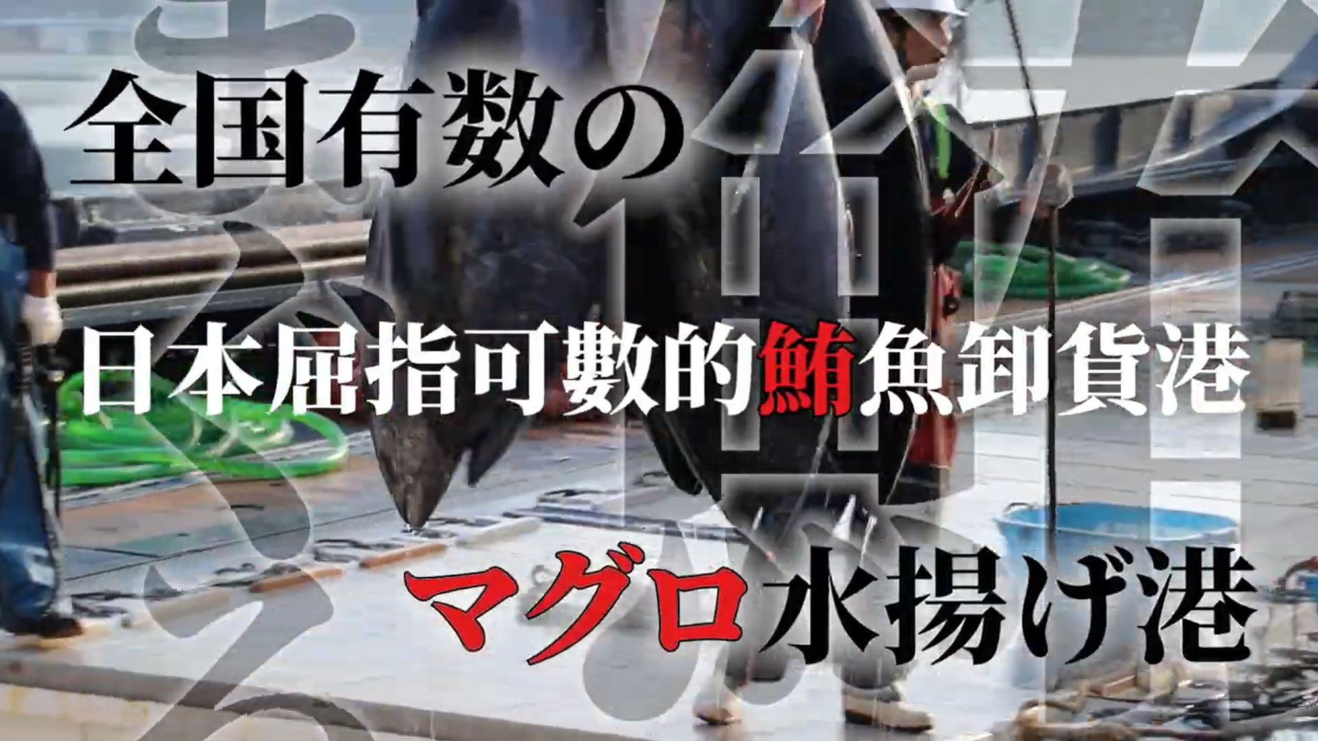 境港産本マグロ解体ショーPR動画